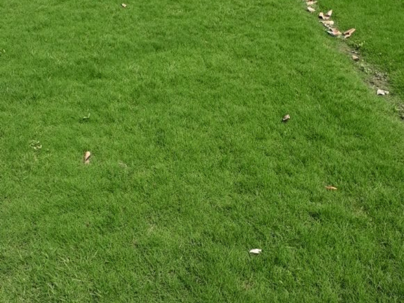 Lawn Grass – Natural 